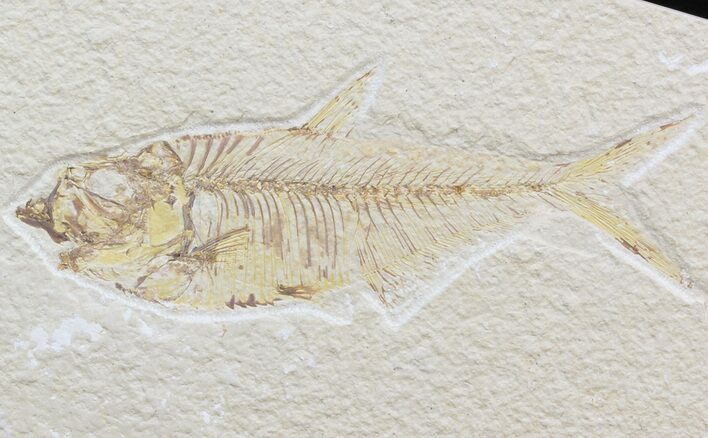 Bargain Diplomystus Fossil Fish - Wyoming #42496